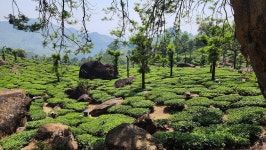 Wilson Tour, Fort Kochi- highly recommended - Review of Jasmin Villa Homestay, Kochi (Cochin), India - Tripadvisor