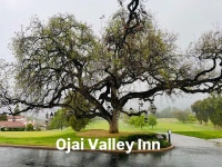 Nice tree - Review of Ojai Valley Inn, Ojai, CA - Tripadvisor