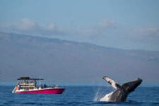 2025 2 hour Lahaina Sunrise Whale Watch (Maui) - with Trusted Reviews 2025 2 hour Lahaina Sunrise Whale Watch  (Maui) - with... 