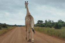Pilanesberg National Park Wildlife Adventure Tour (with Reviews)