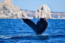 2025 Snorkeling on a hidden beach (Hike) (Cabo San Lucas) - with Trusted Reviews