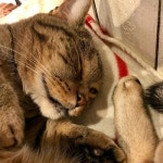 CATCAFE NEKOYA Kawagoe, 카와고에 - 레스토랑 리뷰 - 트립어드바이저