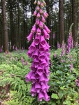 Losheim am See Saar-Hunsrüeck Steig 주변 베스트 모텔 10 곳 - 트립어드바이저