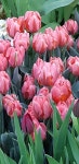 Экспозиция - Aptekarskiy Ogorod Botanical Garden, 모스크바 사진 - 트립어드바이저
