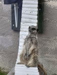 Having fun - Auchingarrich Wildlife Centre, 콤리 사진 - 트립어드바이저 Having fun  - Auchingarrich Wildlife Centre, 콤리 사진... 
