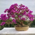 벵갈루루 TreeCraft Bonsai 주변 베스트 모텔 10 곳 - 트립어드바이저