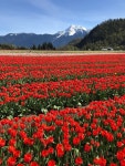 THE 10 CLOSEST Hotels to Harrison Tulip Festival, Agassiz