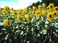 La Douloire UPDATED 2022: 1 Bedroom House Rental in Pernes-les-Fontaines with Wi-Fi and Internet Access - Tripadvisor