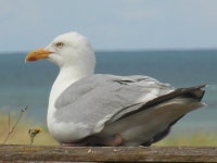 appartement  numero 1 Has Private Yard and Central Heating - UPDATED 2019 - TripAdvisor - Port-en-Bessin-Huppain Vacation Rental