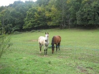 LES MOLIERES: PICTURESQUE PROPERTY SET IN A BEAUTIFUL RURAL SETTING CLOSE SARLAT UPDATED 2019 - TripAdvisor - Saint-Vincent-de... 