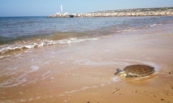 THE BEST Trikomo House Rentals - Tripadvisor