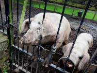 G0177 Cottage situated in York UPDATED 2019 - TripAdvisor - Dunnington Vacation Rental