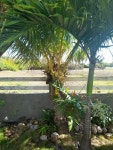 THE BEST Capesterre Family & Kid Friendly Vacation Rentals - Tripadvisor - Book Kid Friendly Vacation Rentals in Capesterre