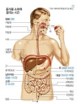 보통 음식을 섭취한 후 체했을때, 얼마동안의 시간이 지나야 체했다고 느낄 수 있나요?? | 궁금할 땐, 아하!