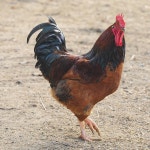 토종닭이라고 불리는 닭은 어떠한 차이가 있나요? | 궁금할 땐, 아하!