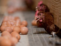 Food? English Farmers Offered More Money to Adopt Green Agenda