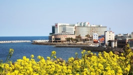 심스 호텔, 제주 (2024-03-23~2024-03-24, 1박, 2인)