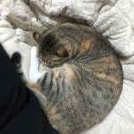오늘 동물병원 갔다가 왔는데 기운이 없어요 ㅜㅜ > 고양이 (질문/답변) | 시보드 - 종합 커뮤니티 오늘 동물병원 갔다가 왔는데 기운이 없어요 ㅜㅜ