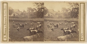 [Pastoral scene with herd of cattle] (Getty Museum)