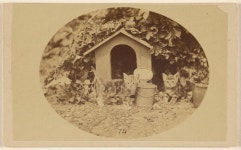 [Two kittens near a little house and buckets] (Getty Museum) [Two kittens near a little house and buckets] (The J. Paul Getty... 