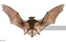 Bat Stock Photo | Getty Images The back of a bat wings spread.