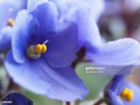 Closeup Of Purple Crocus Flower Stock Photo | Getty Images Close-Up Of Purple Crocus Flower