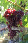 Green And Red Grapes Growing On Kefalonia Stock Photo | Getty Images Green and Red grapes growing over a terrace, Kefalonia... 