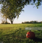 써니오(Sunny O) | Jackolantern On Sunny Lawn High-Res Stock Photo - Getty Images A carved pumpkin sits in the grass of a sunny rural lawn.