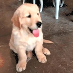 Dog Eyes GIF - Find & Share on GIPHY