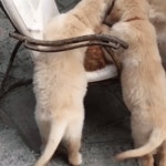 가생이닷컴>유머엽기 > 유머게시판 > 냥이 대 멍뭉이