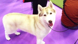 Westminster Kennel Club GIF - Find & Share on GIPHY