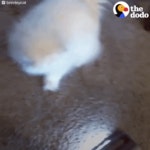Cat Kitten GIF by The Dodo - Find & Share on GIPHY