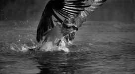 Black And White GIF - Find & Share on GIPHY