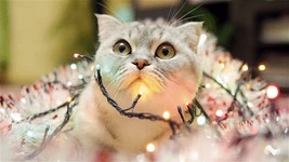 Cat GIFs - Find & Share on GIPHY