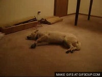 Sleep GIF - Find & Share on GIPHY