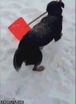 Dog GIF - Find & Share on GIPHY