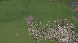 Sheep Satisfying GIF - Find & Share on GIPHY