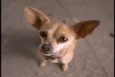 Clio Awards GIF - Find & Share on GIPHY