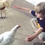 Hen GIF - Find & Share on GIPHY