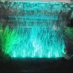 Fish Tank GIF - Find & Share on GIPHY