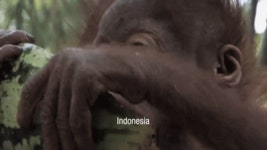 	10 shocking facts showing how companies are still trashing Indonesia’s rainforests | GREENPEACE New Zealand 10 shocking facts... 
