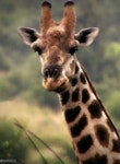 Animals GIF - Find & Share on GIPHY
