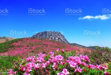 한라산 철쪽 꽃 남벽 선작지왓 제주도에 대한 스톡 사진 및 기타 이미지 - iStock 제주에 있는 한라산에 철쭉이 활짝 핀 풍경이다.