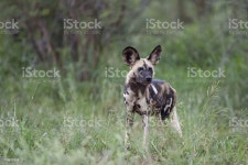 아프리카들개 아프리카들개에 대한 스톡 사진 및 기타 이미지 - iStock African wild dog, walking in the grass looking... 