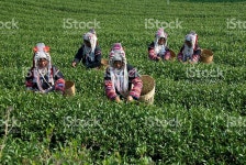 아카족 차 농장을 개발 도상국에 대한 스톡 사진 및 기타 이미지 - iStock Akha hill tribe women picking oolong tea in the... 
