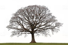 오크 나무 겨울 나무에 대한 스톡 사진 및 기타 이미지 | iStock Oak tree in a field in winter isolated against a white background.