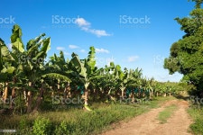 바나나 플렌테이션 바나나에 대한 스톡 사진 및 기타 이미지 - iStock Banana plantation in Guadeloupe.