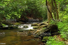 아름다운 연두빛 일연도 버지니아-미국 주에 대한 스톡 사진 및 기타 이미지 - iStock Creek deep in the woods on a Spring day.
