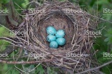 새 둥지 아라우카나 알에 대한 스톡 사진 및 기타 이미지 | iStock Birds nest in their natural habitat.