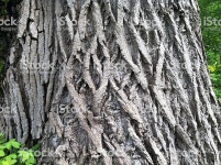블랙 미루나무 나무껍질 검은 미루나무에 대한 스톡 사진 및 기타 이미지 - iStock Detail of the ridged bark of black cottonwood